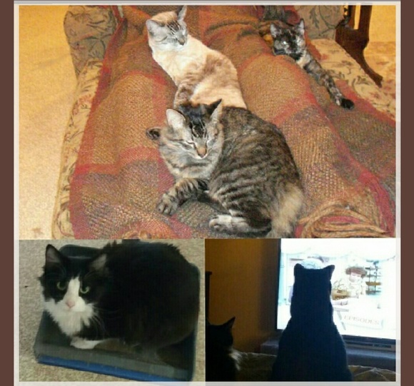 Meet your Posher, Danna - Picture 4 of 4